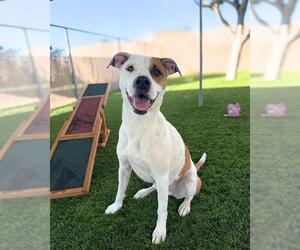 Mutt Dogs for adoption in Chula Vista, CA, USA
