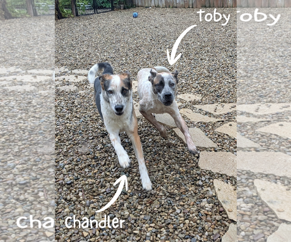 Medium Photo #5 Mutt Puppy For Sale in Garden City, NY, USA