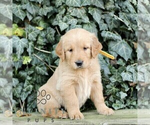 Golden Retriever Puppy for sale in NEW HOLLAND, PA, USA