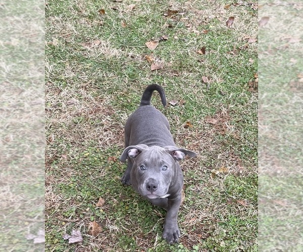 Medium Photo #7 American Bully Puppy For Sale in UPPER MARLBORO, MD, USA