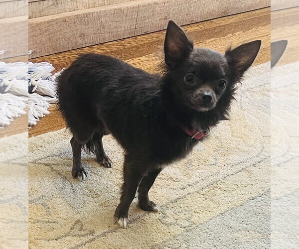 Medium Photo #3 Chihuahua Puppy For Sale in Germantown, OH, USA