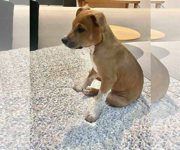 Medium Photo #19 Mutt Puppy For Sale in pomfret, CT, USA