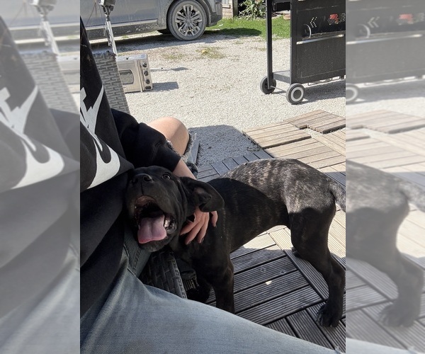 Medium Photo #5 Cane Corso Puppy For Sale in STUART, IA, USA