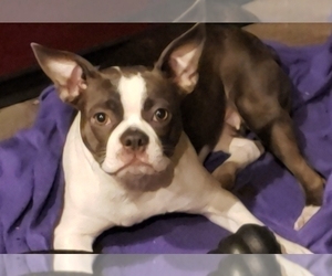 Mother of the Boston Terrier puppies born on 08/24/2023
