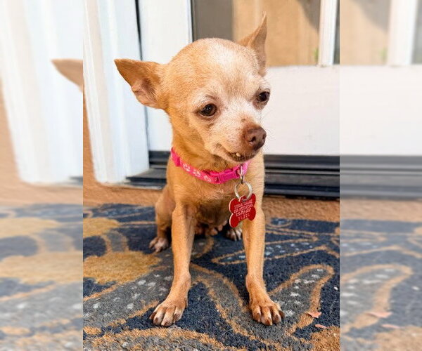 Medium Photo #5 Chihuahua Puppy For Sale in San Diego, CA, USA