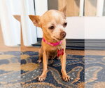 Small #4 Chihuahua