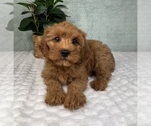 Cavapoo Puppy for sale in FRANKLIN, IN, USA
