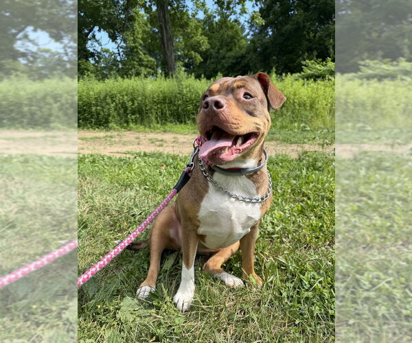 Medium Photo #19 American Staffordshire Terrier-Unknown Mix Puppy For Sale in Brewster, NY, USA