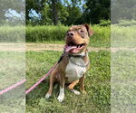 Small #18 American Staffordshire Terrier Mix
