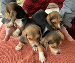 Small Photo #4 Beagle Puppy For Sale in ANNISTON, AL, USA