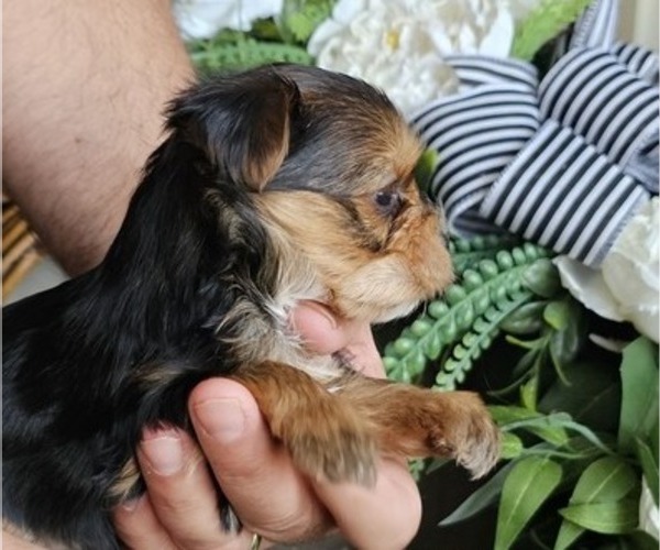 Medium Photo #2 Yorkshire Terrier Puppy For Sale in SALEM, OR, USA