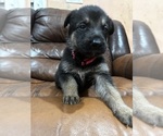 Puppy 2 Australian Shepherd-German Shepherd Dog Mix