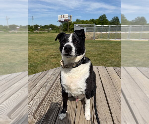 Medium Photo #2 Labrador Retriever-Unknown Mix Puppy For Sale in Pierceton , IN, USA
