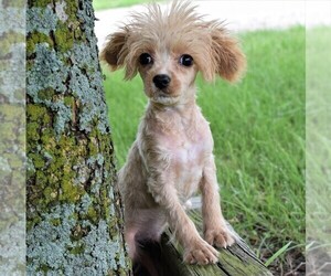 Cavapoo Puppy for sale in BARNESVILLE, KS, USA