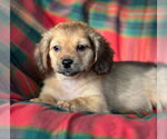 Small #3 Dachshund Mix