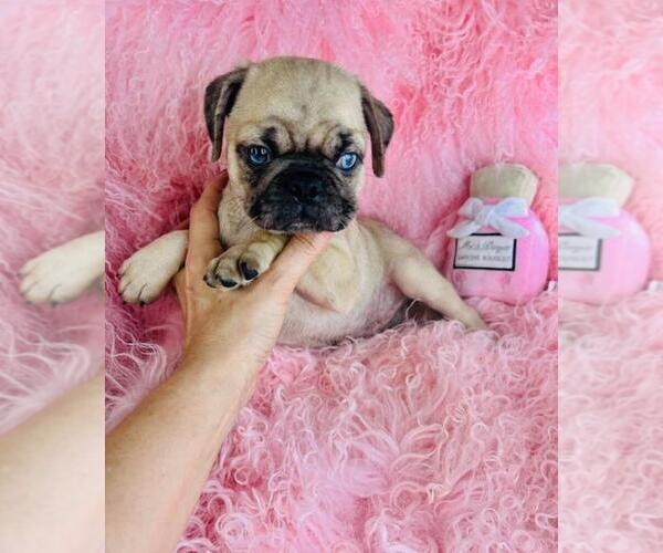 Medium Photo #2 Pug Puppy For Sale in PEMBROKE PINES, FL, USA