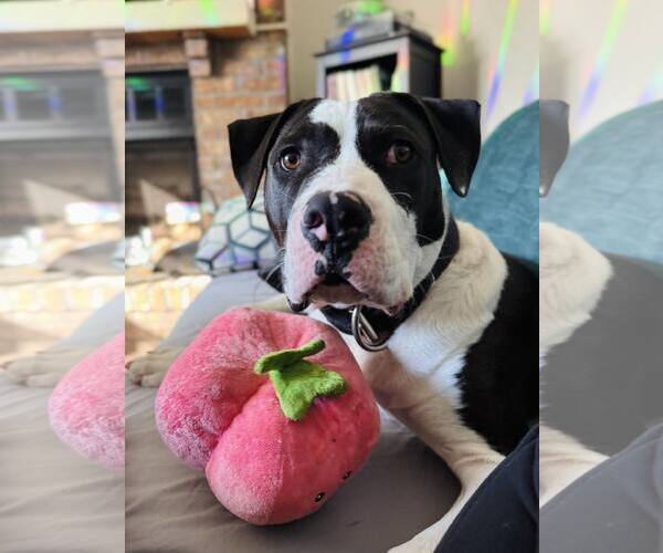 Medium Photo #1 Mutt Puppy For Sale in  Gainesville, FL, USA