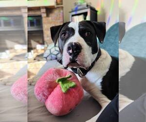 Mutt Dogs for adoption in  Gainesville, FL, USA