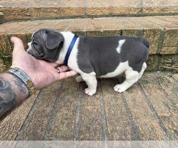 Medium Photo #19 French Bulldog Puppy For Sale in MACON, GA, USA
