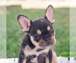 Small #1 French Bulldog