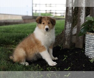 Collie Puppy for sale in FREDERICKSBG, OH, USA