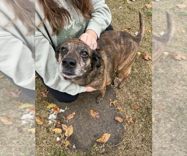 Medium Photo #1 Mutt Puppy For Sale in Evansville, IN, USA