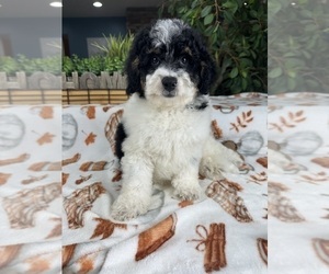 Miniature Bernedoodle Puppy for sale in GREENFIELD, IN, USA