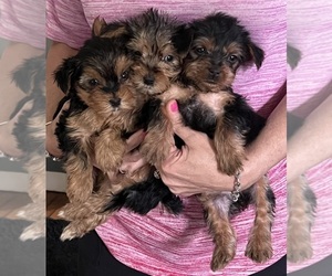 YorkiePoo Puppy for sale in VIRGINIA BEACH, VA, USA