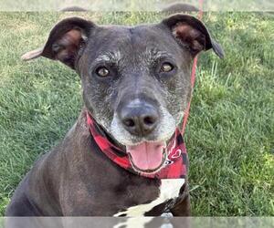 American Pit Bull Terrier-Unknown Mix Dogs for adoption in Pueblo, CO, USA
