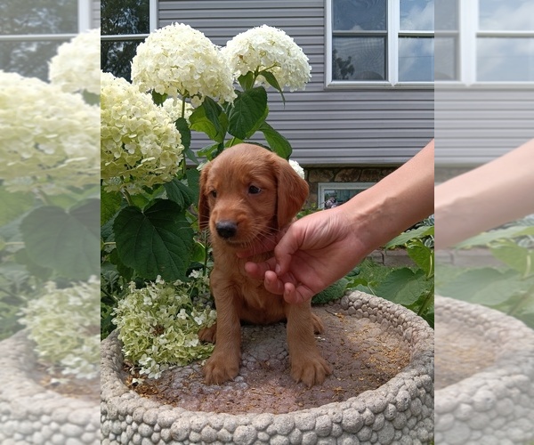 Medium Photo #37 Golden Retriever Puppy For Sale in GREENWOOD, WI, USA