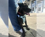 Small #13 American Pit Bull Terrier Mix