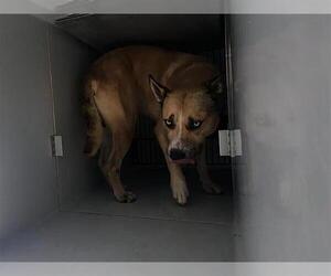 American Pit Bull Terrier-Siberian Husky Mix Dogs for adoption in Houston, TX, USA