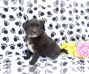 Australian Shepherd-Unknown Mix Puppy for sale in SHILOH, OH, USA