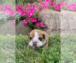 Puppy 2 English Bulldog