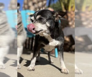 Chihuahua-Unknown Mix Dogs for adoption in Lake Elsinore, CA, USA