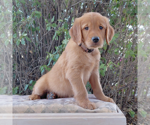Golden Retriever Puppy for sale in PEYTON, CO, USA