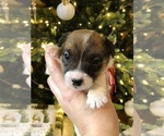 Small Photo #8 Jack Russell Terrier Puppy For Sale in BRIDGEWATER, VA, USA