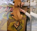 Small #1 Rhodesian Ridgeback