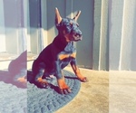 Small Photo #4 Doberman Pinscher Puppy For Sale in SALINAS, CA, USA
