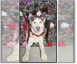 Siberian Husky Dogs for adoption in Frisco, CO, USA
