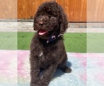 Small Photo #3 Poodle (Standard) Puppy For Sale in GILROY, CA, USA