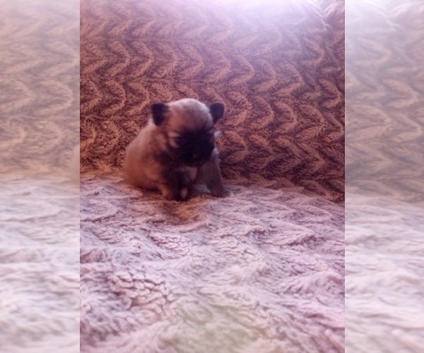 Medium Photo #3 Pomeranian Puppy For Sale in CORYDON, IN, USA