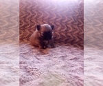 Small Photo #3 Pomeranian Puppy For Sale in CORYDON, IN, USA