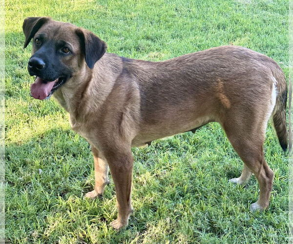 Medium Photo #2 Australian Shepherd-Unknown Mix Puppy For Sale in Phoenix, AZ, USA