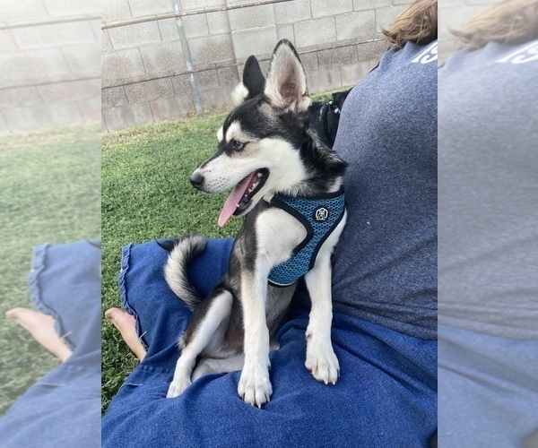 Medium Photo #3 Alaskan Klee Kai Puppy For Sale in GLENDALE, AZ, USA