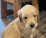 Small Photo #15 Goldendoodle Puppy For Sale in BIRCHWOOD, TN, USA