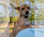 Small #2 Chihuahua Mix