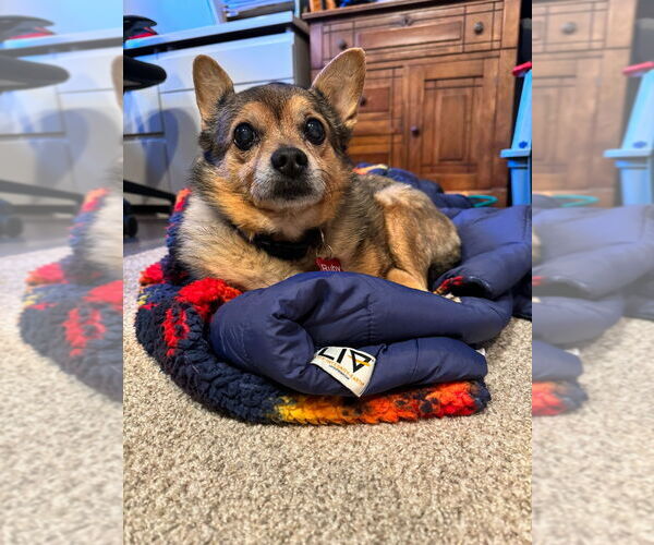 Medium Photo #4 Chiranian Puppy For Sale in Minneapolis, MN, USA