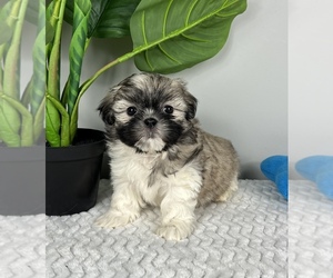 Maltese Puppy for sale in FRANKLIN, IN, USA