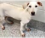 Small #2 Labrador Retriever